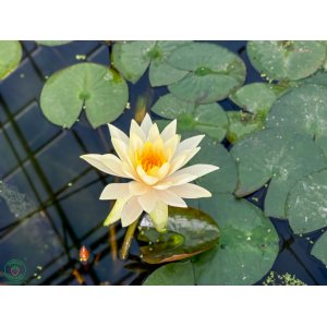 Lekno (Nymphaea) ´SULPHUREA´ - ⌀ 25-35 cm, kont. C5L